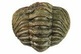 Wide, Enrolled, Morocops Spinifer Trilobite - Very Pustulose #224254-3